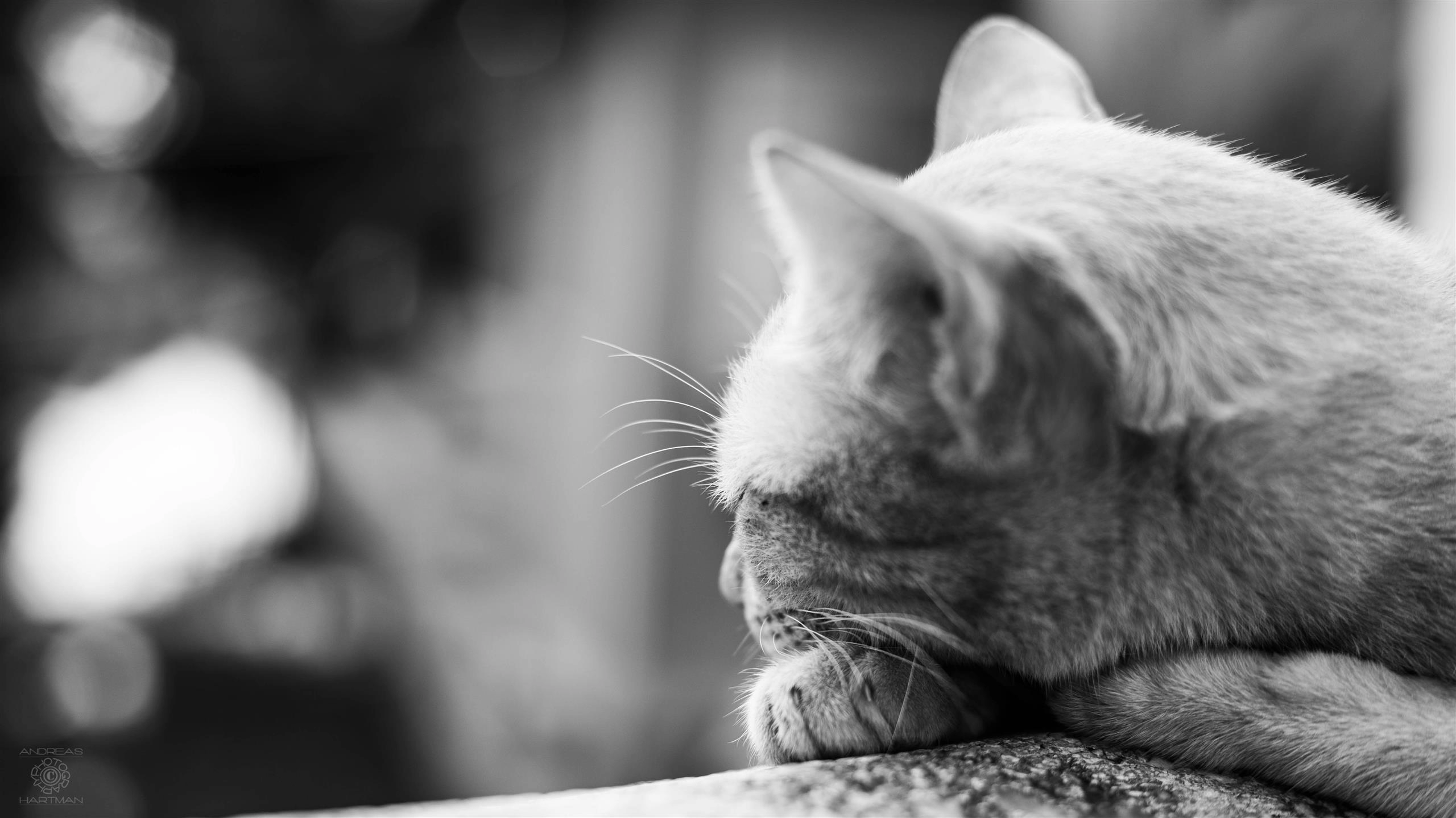 Streetcat
